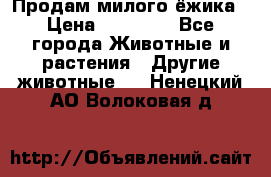 Продам милого ёжика › Цена ­ 10 000 - Все города Животные и растения » Другие животные   . Ненецкий АО,Волоковая д.